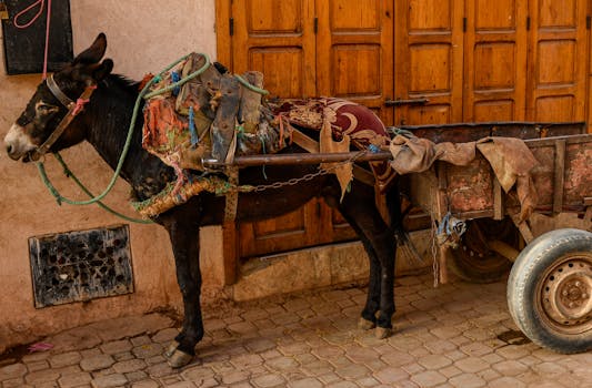 A donkey with a rustic cart in the historic Medina of Marrakesh, Morocco.
