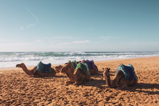 A group of camels resting on a sunny beach in Tangier, Morocco, along the Atlantic Ocean coast.