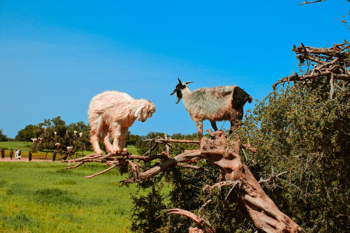 Goats climbing an argan tree near Essaouira Morocco - popular budget day trip activity
